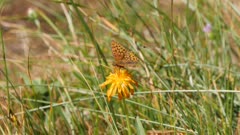 Great Basin fritillary butterfly lands on flower feeds 