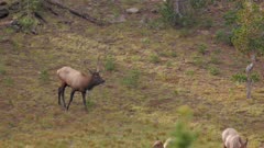 Elk herd in alpine meadow, young bull exits herd bull bugles