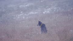 Gray Wolf pack Oregon, collared alpha female in blowing snow howling to gather the pack.