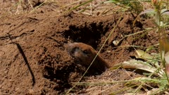 Northern Pocket Gopher excavating a tunnel