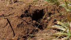 Northern Pocket Gopher excavating a tunnel