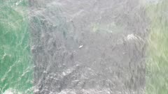 Atlantic Menhaden - Gull flying over large school of fish