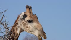 Giraffe - Shot of head while oxpecker moves down face and picks Giraffe's nose