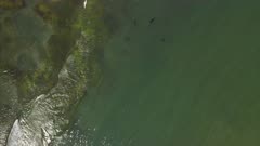 Grey Seals swimming as drone rotates around them
