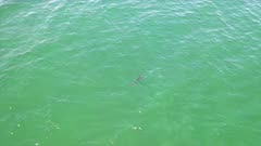 Smooth Hammerhead swimming in green water from left to right through frame before shot zooms out to show shark swimming in front of enormous school of fish 