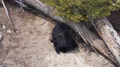 Black Bear standing at entrance of den