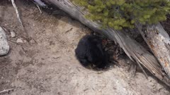 Black Bear pawing at materials pulling them into den