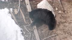 Black Bear gathering materials near den - pawing at sticks near a log