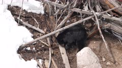 Black Bear pawing at materials near log digging for sticks