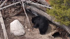 Black Bear pulling sticks back towards den