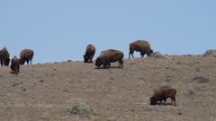 Bison herd standing in snowy meadow grazing
