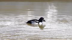 Barrow's Goldeneye - Male duck sitting floating in river up close then diving