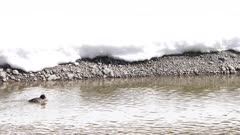 Barrow's Goldeneye - Female duck paddling left to right through frame along snowy riverbank