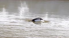 Barrow's Goldeneye - Male duck diving