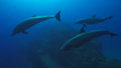 Bottlenose Dolphins swimming slowly in front of camera