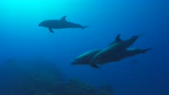 Bottlenose Dolphin adult and adolescent swimming right to left through frame