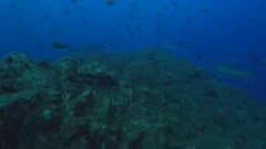 Galapagos Shark - several sharks swimming around among many fish