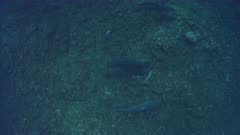 Silvertip Sharks and Galapagos Sharks swimming far below over rocky reef