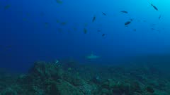 Silvertip Shark swimming right to left through frame