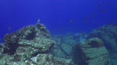 Whitetip Reef Sharks swimming far away alongside Bluefin Trevally hunting on rocky reef