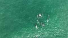 Common Bottlenose Dolphin pod swimming towards top of frame as shot zooms in