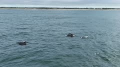 Common Bottlenose Dolphin pod swimming right to left through frame surfacing with shoreline in backgroudn