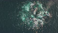 Humpback Whale Bubble net feed - drone flies over to show bubbles rising to surface in circle before multiple whales surface with mouths open, feeding then swimming towards bottom of frame with many birds flying over head before whales eventually dive