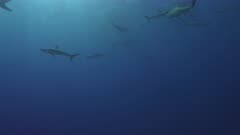 Bait ball - many sharks swimming overhead below the surface near a bait ball.