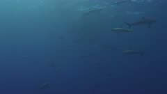 Bait ball - many sharks swimming around bait ball attacking the fish. Multiple sharks make attacking runs towards camera, showing aggressive behavior. 