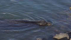 California Sea Lion - Being fed fish in harbor and swimming away