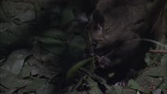 Yellow-Bellied Glider Feeds In Leaf Litter