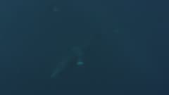 Dwarf Minke Whale Floating Underwater 4K