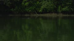 Saltwater Crocodile Swimming Across Daintree River 4K