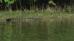 Saltwater Crocodile laying On River Bank  Daintree River 4K
