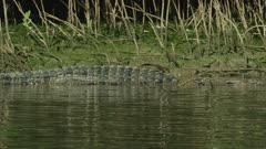 Saltwater Crocodile laying On River Bank  Daintree River 4K