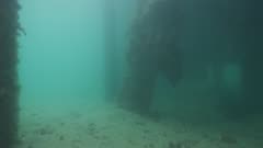 Swimming Underneath Jetty with Diver and Bull Ray 5K