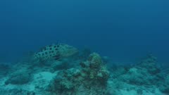 Cod Swimming Above Reef, Settles On Sand, Diver In Background, Wide Shot, Close Up 5K