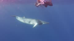 Minke Whale Swimming Underneath Snorkeler  In Blue Water, 5K