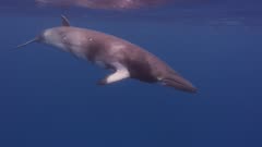 Three Minke Whale Swimming Just Under Surface, 5K