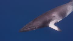 Minke Whale Swims Very Close To camera, 5K