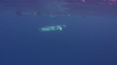 Minke Whale Swims Underneath Snorkelers, 5K