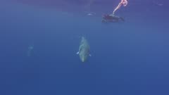 Minke Whale Swims Under Snorkelers, 5K