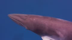 Two Minke Whale Swim Towards Camera, 5K
