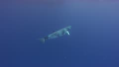 Minke Whale Swims Underwater, 5K