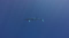 Minke Whale Swims Underwater With Light Rays, 5K