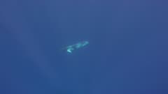 Minke Whale Swims Underneath Snorkelers, 5K