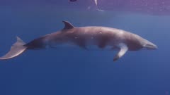 Minke Whale Passes Very Close To Snorkeler, 5K