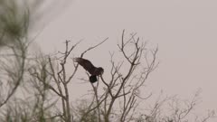 Turkey Vulture perched in a tree