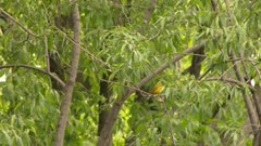 Small yellow bird perched in the branches of a tree, possibly a Yellow Warbler