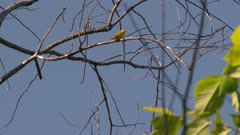 Small yellow bird perched on a bare tree branch, chirping, possibly a Yellow Warbler